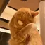 みぃのプロフィール画像