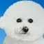 🕊のプロフィール画像