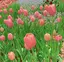 すずのプロフィール画像