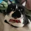 ねこのプロフィール画像
