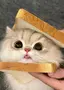 ayuのプロフィール画像