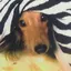 ごりちゃんのプロフィール画像