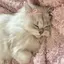 Yのプロフィール画像