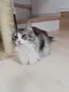 ブルームーンのプロフィール画像