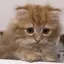 舞のプロフィール画像