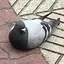 こうもとのプロフィール画像