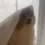 陽彩のプロフィール画像