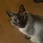 つなちゃ?のプロフィール画像