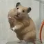 きなこのプロフィール画像
