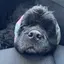 ラプのプロフィール画像