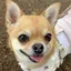 こっこのプロフィール画像