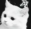 chaayk___のプロフィール画像