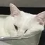 小花のプロフィール画像