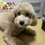ニシノのプロフィール画像