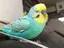 BLUEのプロフィール画像