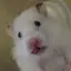 わたげのプロフィール画像