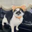 ごりものプロフィール画像