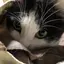 nattuのプロフィール画像