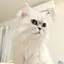 はるのプロフィール画像
