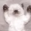 🤍のプロフィール画像