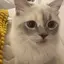 ぽむのプロフィール画像