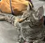 ルカのプロフィール画像