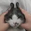 tomoeのプロフィール画像