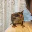 果椰のプロフィール画像