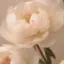 花のプロフィール画像