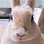 つぶあんこのプロフィール画像