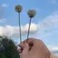 あやねのプロフィール画像