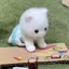 ペルのプロフィール画像