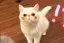 ぴよんのプロフィール画像