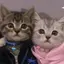 ねこのプロフィール画像