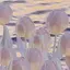 しゅうのプロフィール画像