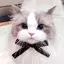 ドドのプロフィール画像