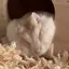 れんのプロフィール画像