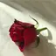 まのプロフィール画像