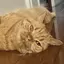 🐱のプロフィール画像