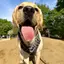Buddyのプロフィール画像