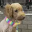 やよいのプロフィール画像