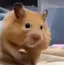 くるみのプロフィール画像