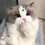 まのプロフィール画像