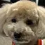 Shiのプロフィール画像
