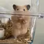 ぽんすのプロフィール画像