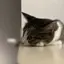 ゆあのプロフィール画像