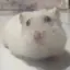 はむりんのプロフィール画像