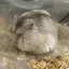 ここのプロフィール画像