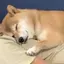 まんじゅうのプロフィール画像