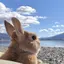 いずみんのプロフィール画像